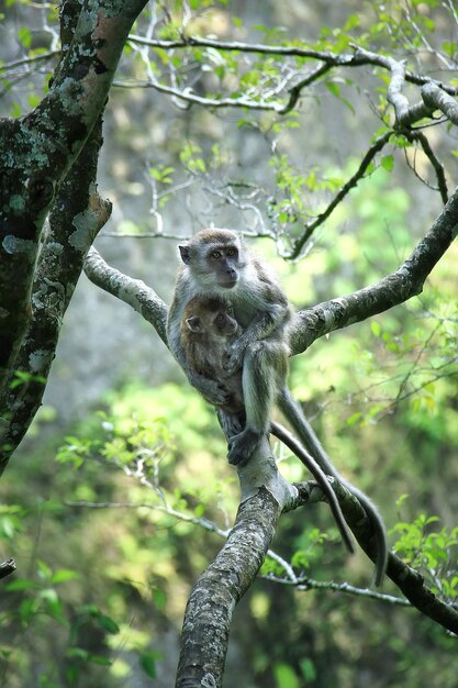 Mono en árbol en el bosque