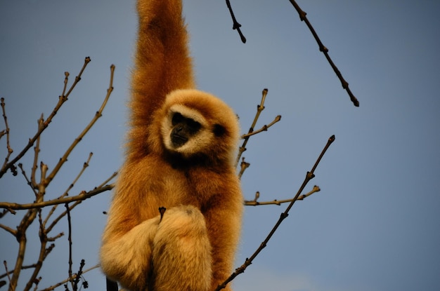 Mono en el árbol