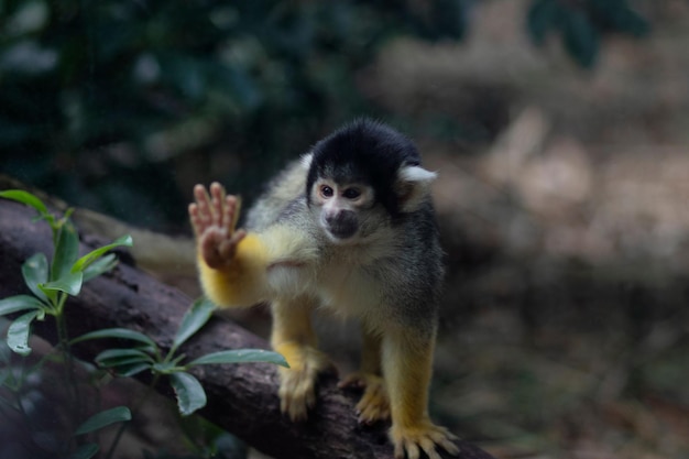 Mono ardilla saludando con la mano