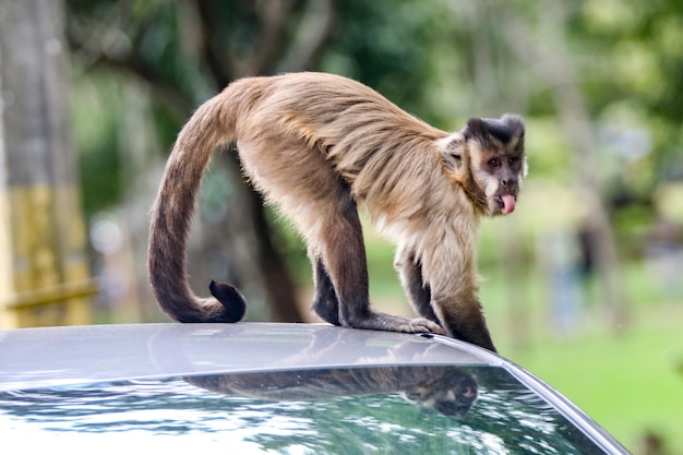 Un mono en un auto con la cola enroscada