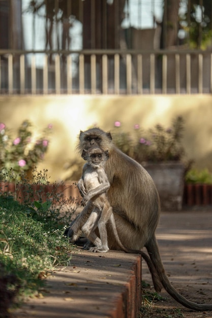 Foto un mono con un bebé en la espalda