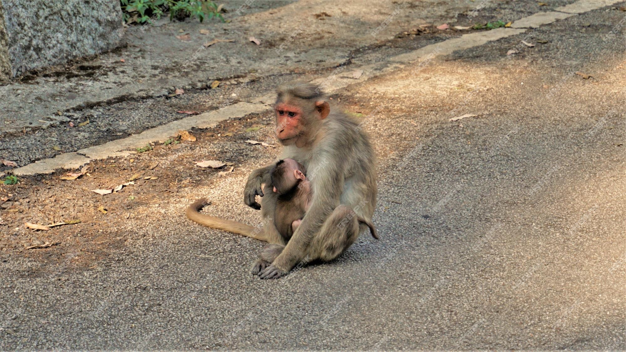 Mono bebé nacido con madre | Foto Premium