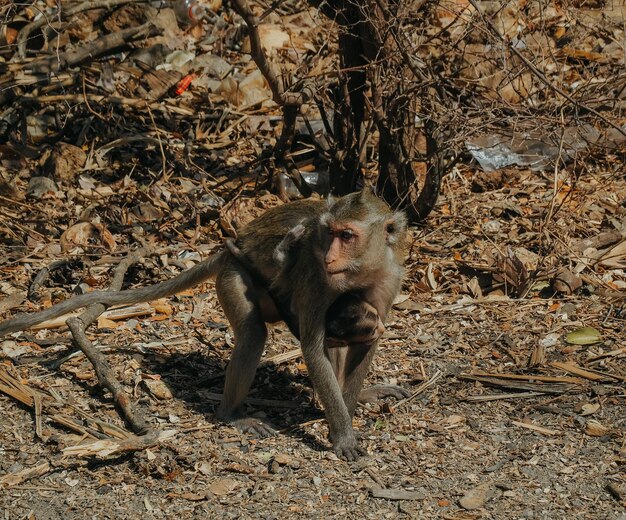 Foto mono en un bosque
