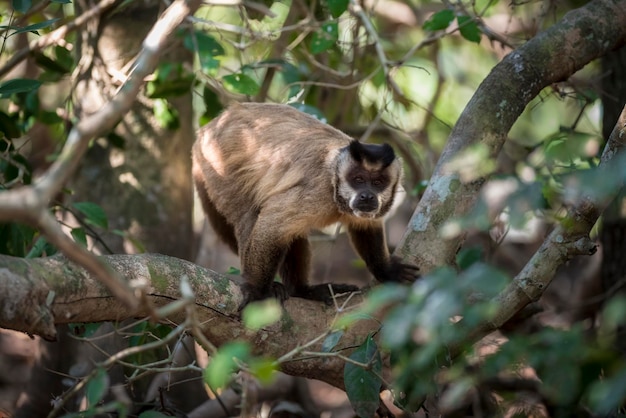 Mono en Brasil Bosque Atlántico
