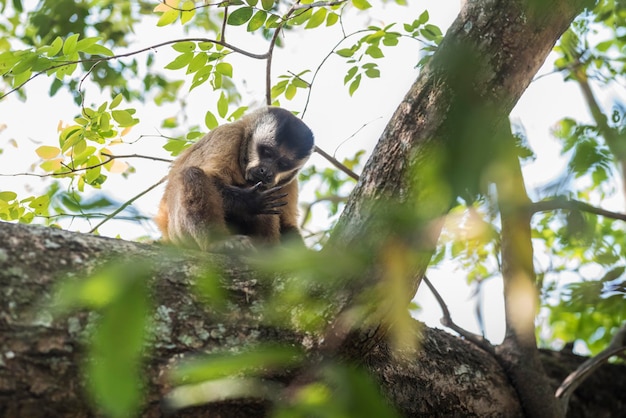 Mono en Brasil Bosque Atlántico