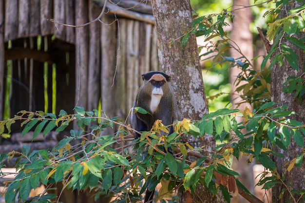 El mono de De Brazza en un árbol en la naturaleza. Animales salvajes africanos