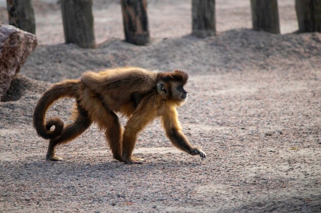 Un mono con un cachorro camina por el aviario en el zoológico.