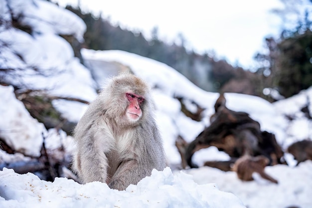 Mono en un campo cubierto de nieve