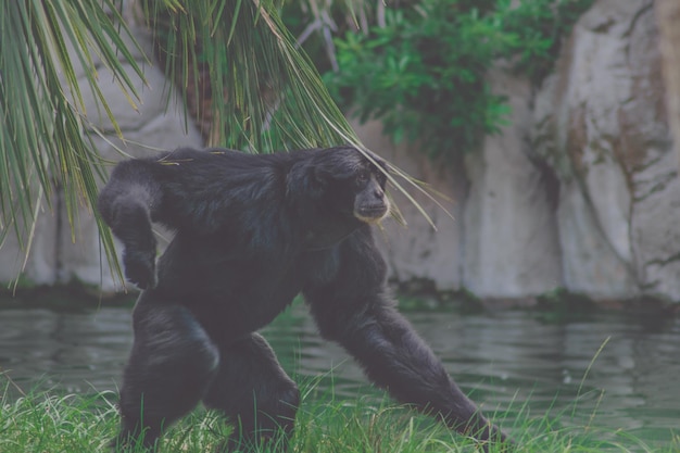Mono en el campo de hierba en el zoológico