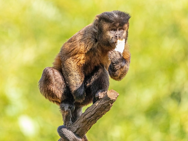 Mono capuchino copetudo (Sapajus apella), también conocido como macaco-prego en la naturaleza en Brasil.