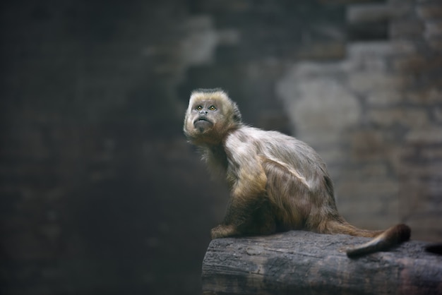 Mono capuchino llorón