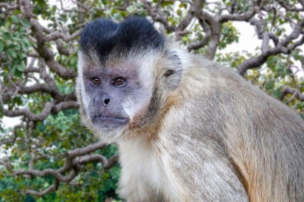 Un mono con la cara negra se sienta en la rama de un árbol.