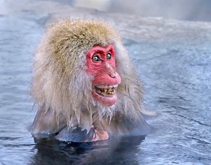 Foto un mono con una cara roja y una cara sonriente en el agua con un bebé pequeño