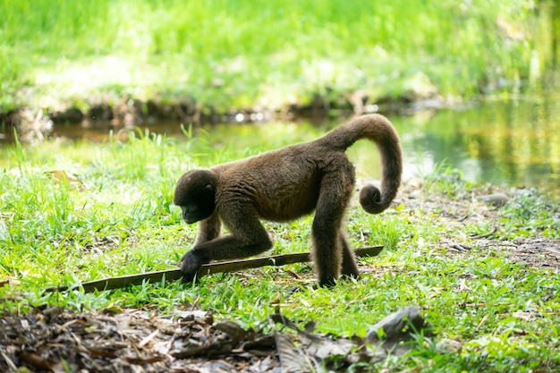 Mono Chorongo en la región amazónica de Ecuador, Sudamérica