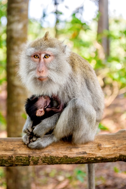 Mono de cola larga balinés hembra con su hijo