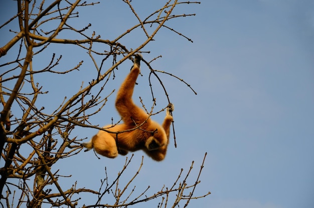 Mono colgando de un árbol