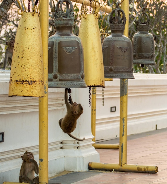 Foto mono colgando de la campana en el templo