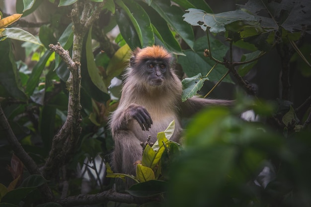 El mono colobo rojo ceniciento Piliocolobus tephrosceles