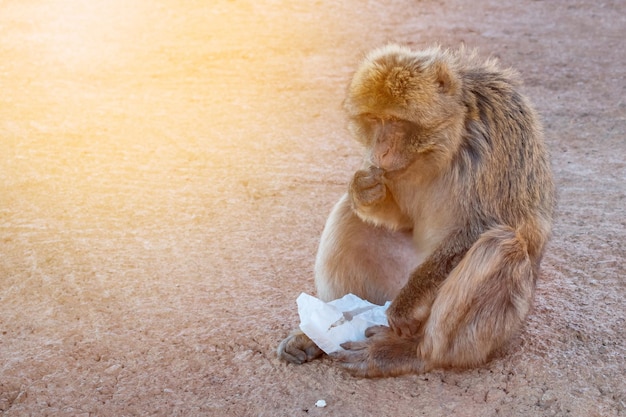 El mono come comida de humanos.