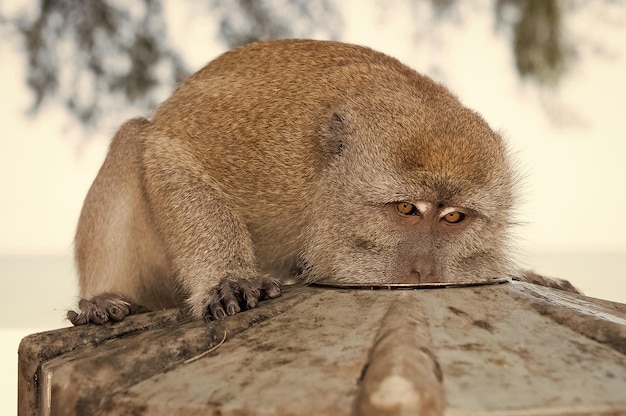 El mono come del plato El primate se sienta al aire libre Lindo animal Día del mono Naturaleza salvaje y vida silvestre Zoológico