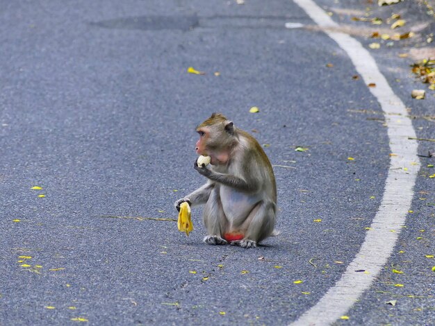 Foto mono comiendo comida en la carretera de la ciudad