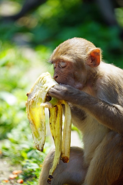 Foto mono comiendo comida