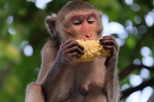 Foto mono comiendo comida