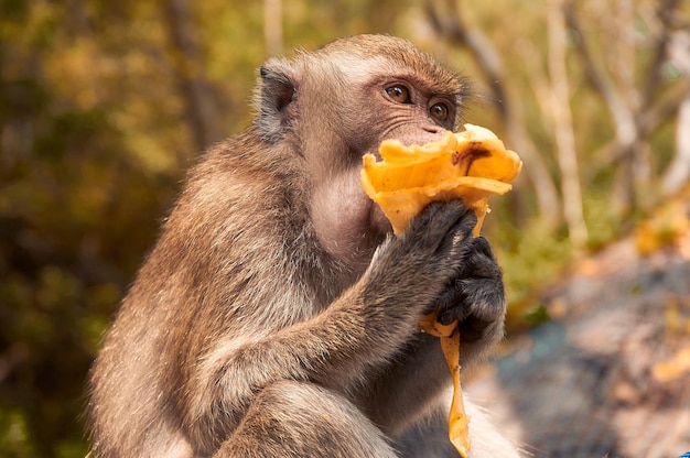 Foto el mono comiendo comida.