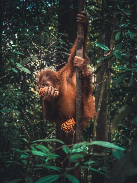 Foto mono comiendo fruta en el bosque