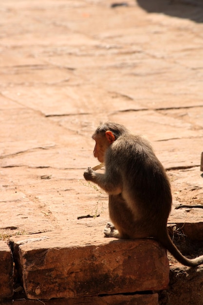 Foto un mono está comiendo helado badami