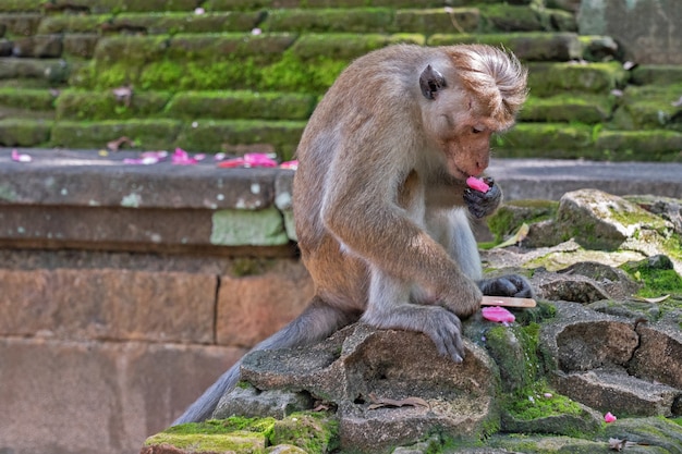 Mono comiendo helado, Sri Lanka