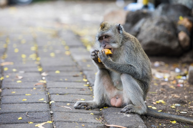 Mono comiendo mango en Bali