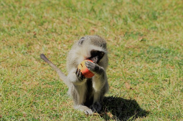 Foto el mono comiendo manzana