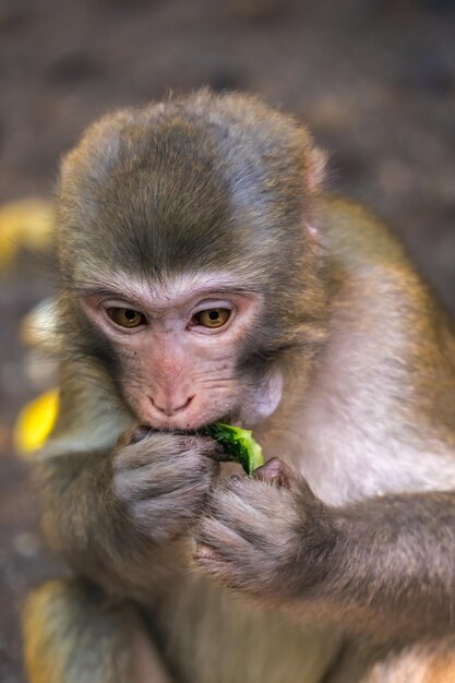 Mono comiendo pepino