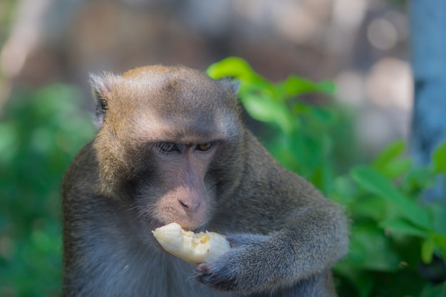 Mono comiendo plátano solo