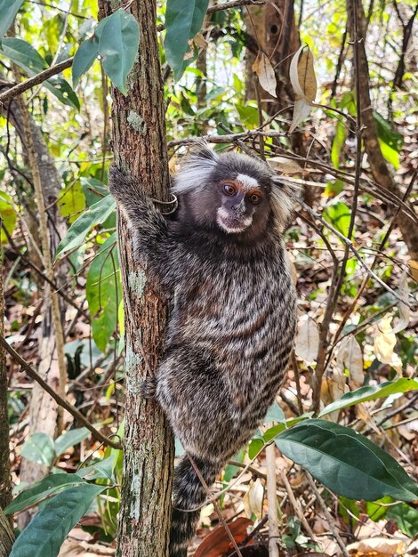 Foto mono conocido como tamarín estrella al aire libre en río de janeiro, brasil
