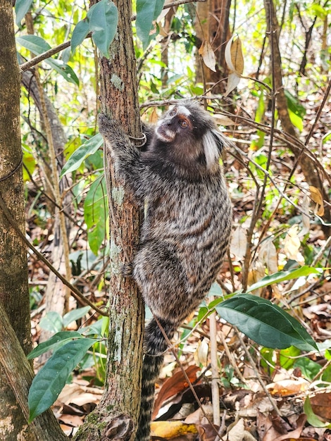 Foto mono conocido como tamarín estrella al aire libre en río de janeiro, brasil