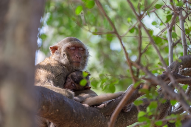 Mono descansa en el fondo del árbol