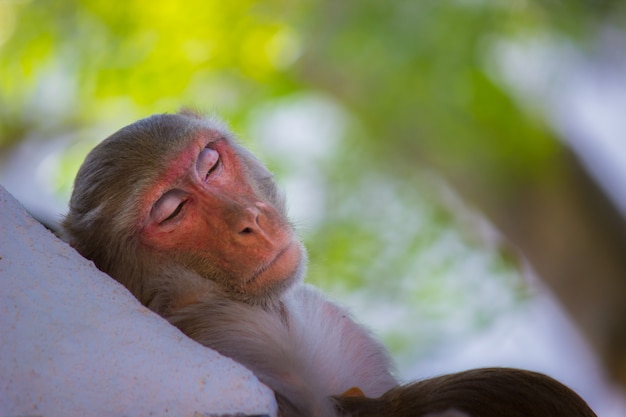 Foto mono durmiendo debajo del árbol