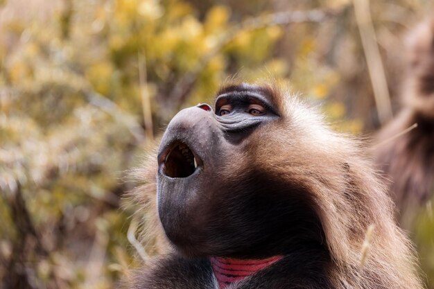 Foto mono endémico gelada en la montaña simien de etiopía