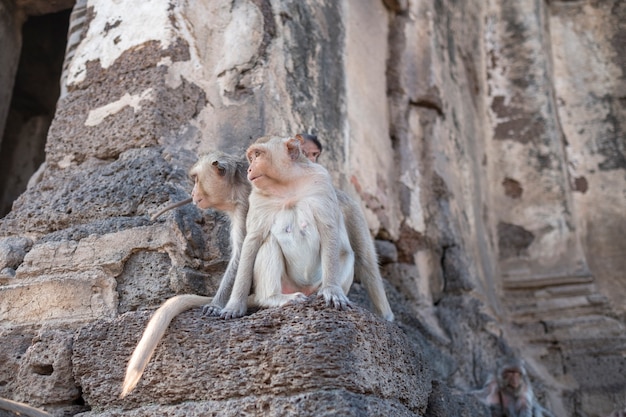 Mono escalada en el antiguo castillo