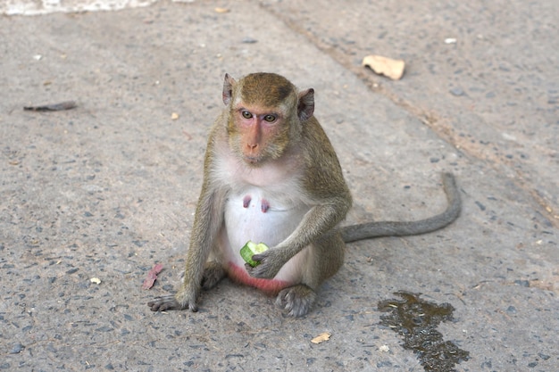 Mono esperando para comer de los turistas