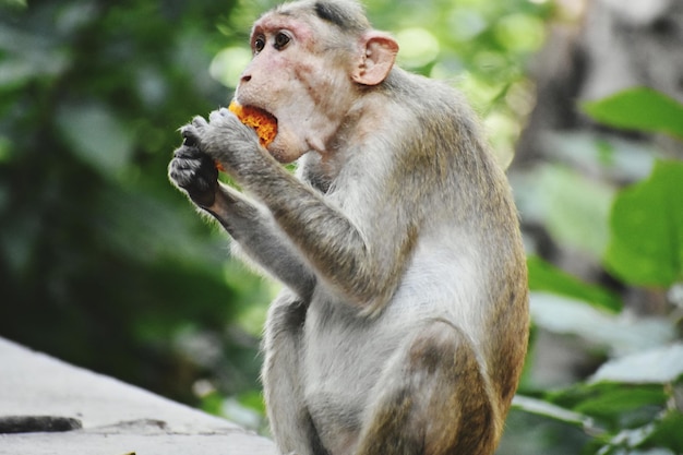 Un mono está comiendo algo.