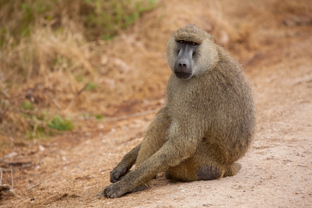 Mono está sentado en la carretera, babuino, de safari en Kenia