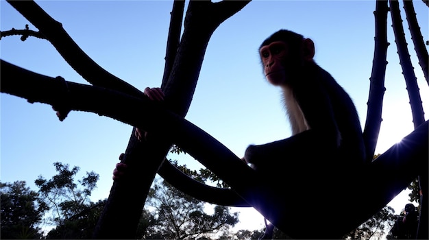 Un mono está trepando a un árbol con el sol brillando sobre él.