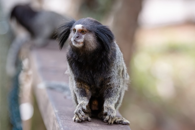 El mono estrella tití de pelo negro o simplemente sagui es una especie de mono