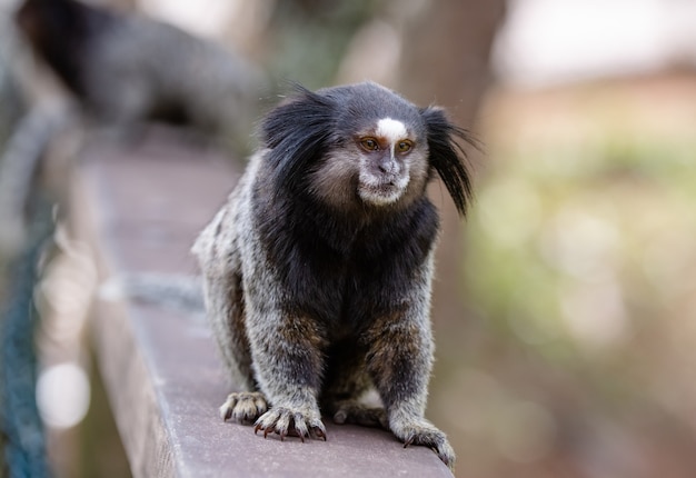 El mono estrella tití de pelo negro o simplemente sagui es una especie de mono