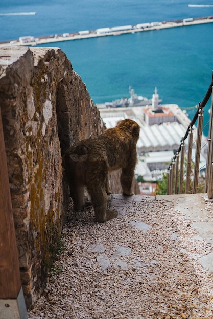 Foto un mono de gibraltar mirando fijamente al mar mientras está en una escalera de piedra