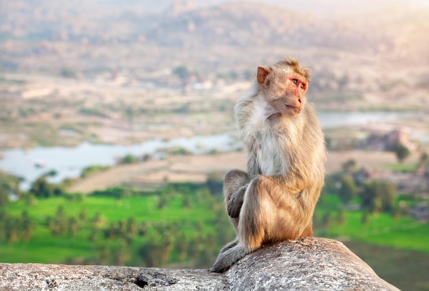 Mono en Hampi