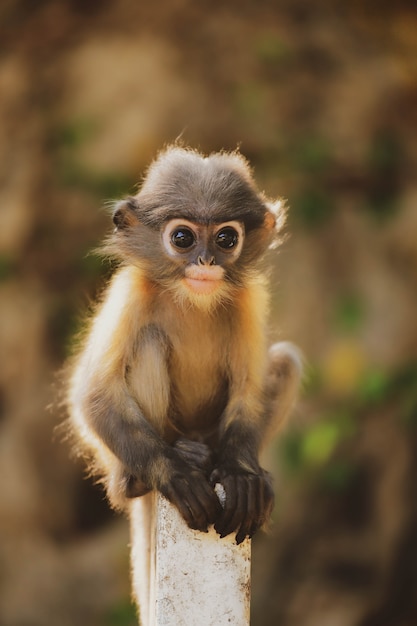 Mono de hoja con gafas también llamado langur oscuro mirando a la cámara